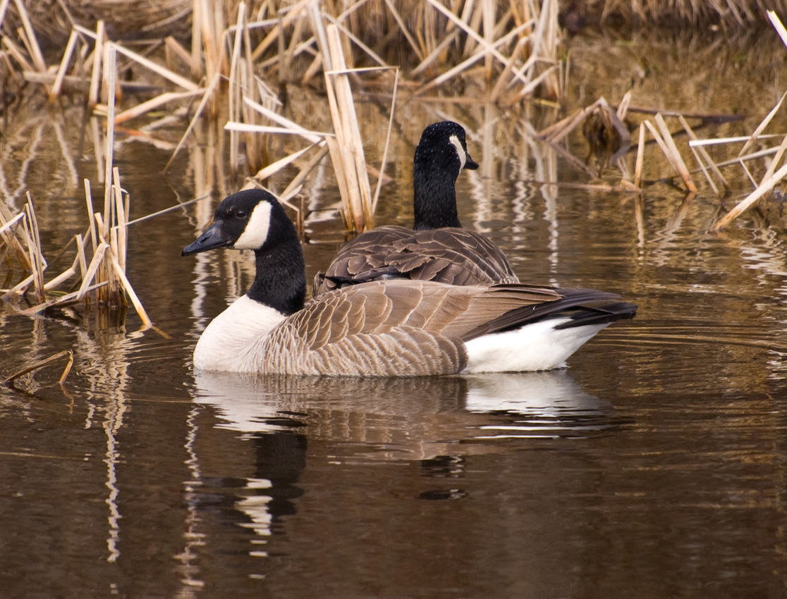 geese-in-reeds
